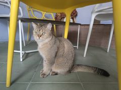 -喵屿·大理花园猫咖