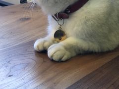 -李小姐の猫咖啡馆(五角场店)