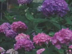 -泰州凤城河风景区-泰山公园