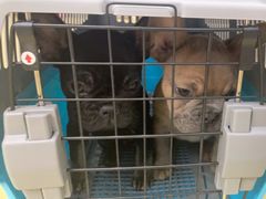 -瑞派宠物医院·中兽医专科(中央商城分院)