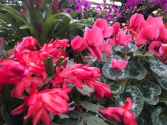 -秦美花卉(天朗·莱茵小城2期店)