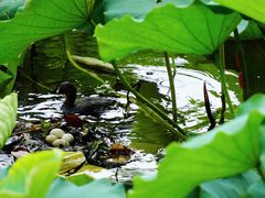 -荔湾湖公园