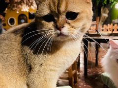 -猫猫幼稚园·撸猫·桌游·电玩