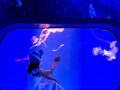 -海合安成都极地海洋公园