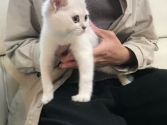 -lincat·猫舍(广州店)