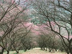 -新建村梅花