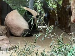 -成都大熊猫繁育研究基地