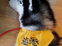 -Husky Go! 哈士奇体验馆·宠物咖啡厅狗咖