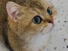 -猫域·湾主题猫咖·宠物吧(南坪城市广场店)