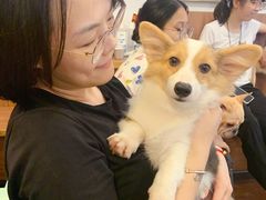 -柯斗斗主题餐厅·狗咖·围炉煮茶·茶饮(国瑞升平里店)