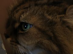 -猫儿山۰猫主题餐厅