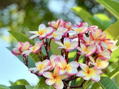 -海南清水湾莱佛士酒店