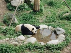 -都江堰中华大熊猫苑