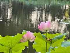 -陈家山荷花公园