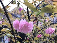 -宁波九龙湖开元度假村