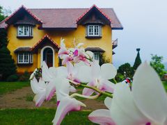 -黄色小屋
