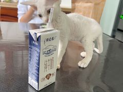 -德元·美联众合24小时动物医院(总院)