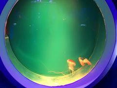 -芜湖新华联大白鲸海洋公园