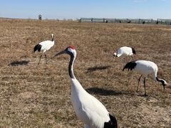 -盐城丹顶鹤湿地生态旅游区