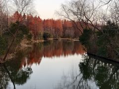 -溱湖国家湿地公园