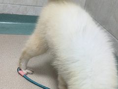 -动物缘宠物医院·骨科·猫科(西二环店)