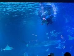 -烟台海昌鲸鲨海洋公园