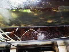 -魏四小鱼锅贴王