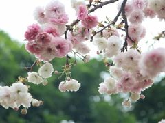 -天适樱花悠乐园