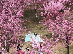 -天适樱花悠乐园