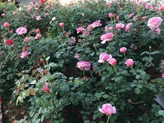 -人民公园(罗湖区)