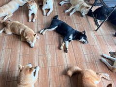 -柴犬高等学院·狗咖·柴犬售卖·宠物训练