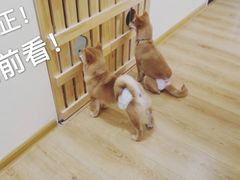 -柴犬小屋·柴餐厅·狗咖食堂(金鼎广场店)