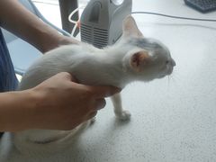 -萌兽医馆·宠物医院·猫骨科(创景店)