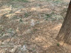 -石家庄市植物园