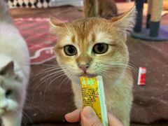 -大型宠物商超·宠海王国·宠物猫狗活体·用品·美容(新世界百货重庆店)