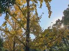 -同里湖度假村(二期店)