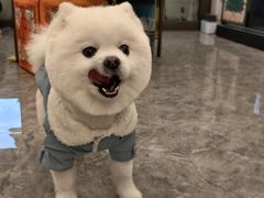 -八公叔叔宠物美容连锁(春申店)