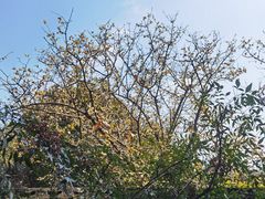 -宁波市保国寺古建筑博物馆