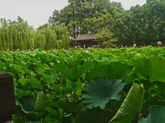 -桂湖森林公园