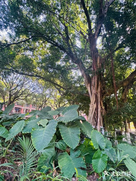 厦门大学(思明校区)图片