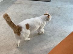 -纳吉亚猫专科动物医院·北北分院