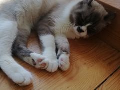 -猫小院猫主题咖啡厅(北锣店)