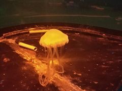 -石家庄海洋公园