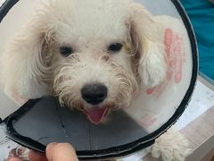 -荔康动物医院(康王北路店)