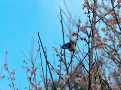 -皇鸽餐厅(龙塘店)