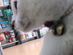 -小叮当动物医院·骨科·眼科