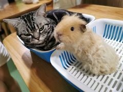 -藦茜花园宠物主题亲子互动体验馆(国顺东路店)