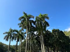 -深圳仙湖植物园