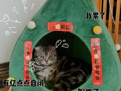 -Catmate·猫肥家润(金润铂宫店)