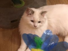 -滚猫咖啡·猫咖·猫友好撸猫(未来城店)